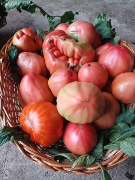 Tomate coração de boi
