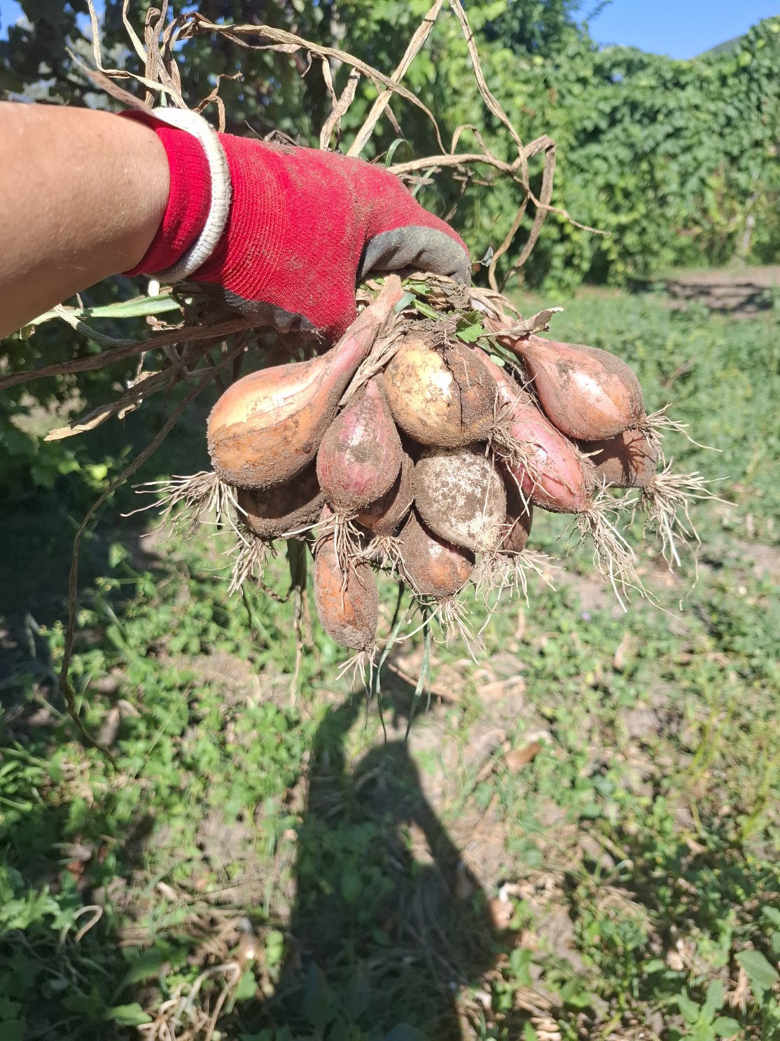 Cebola