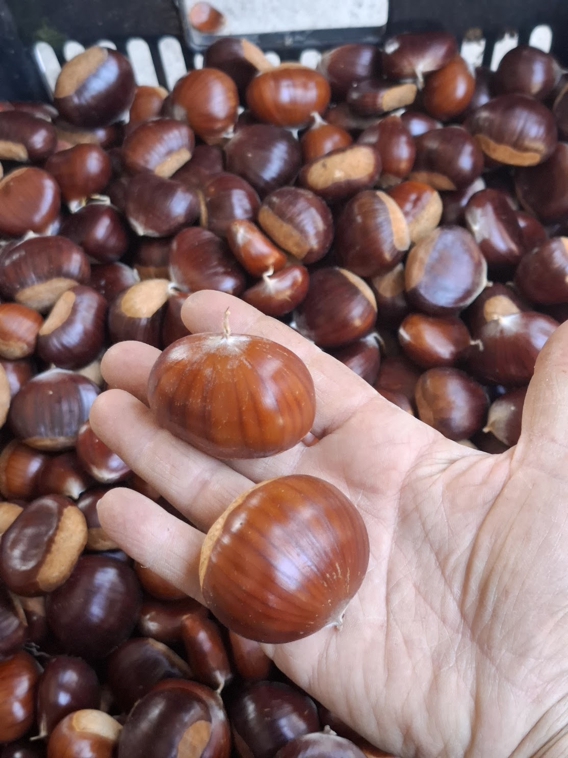Castanha grande