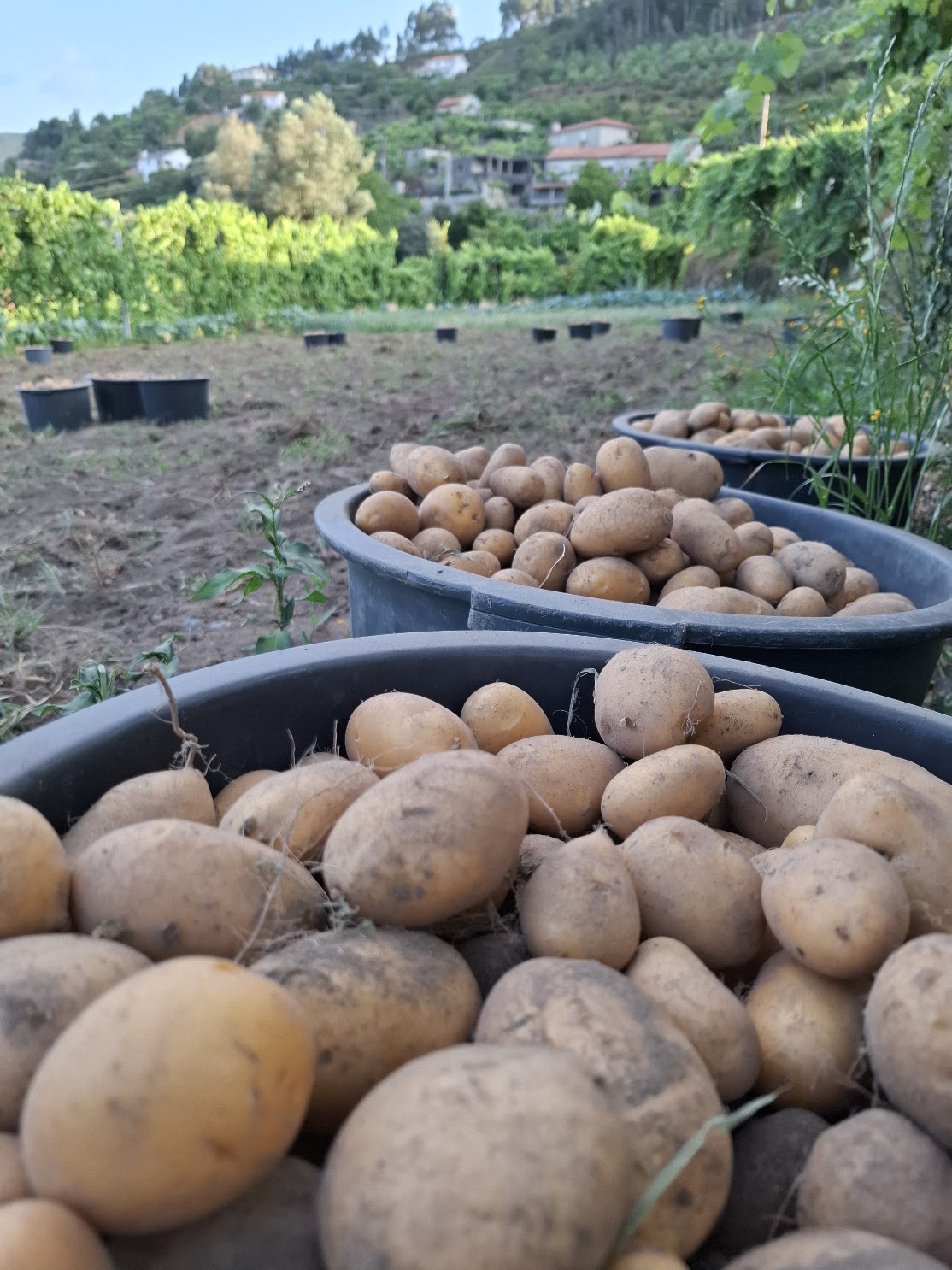 Batata agria