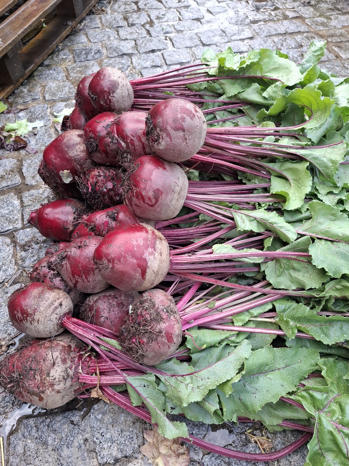 Beterraba