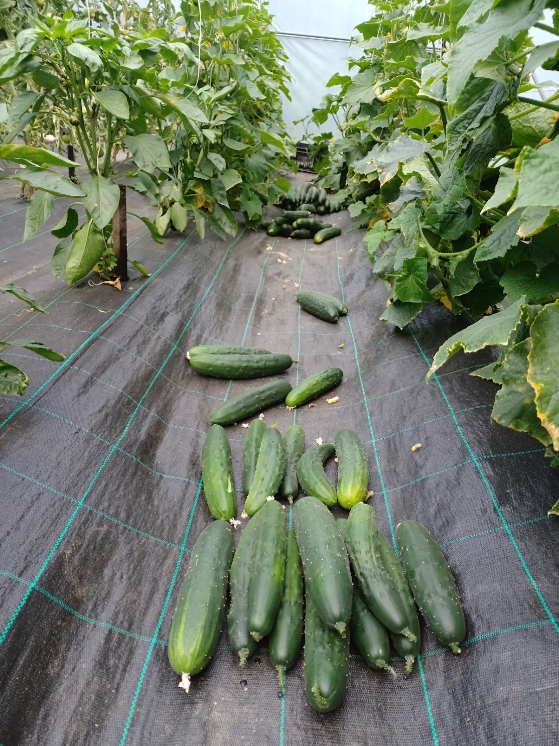 Pepino