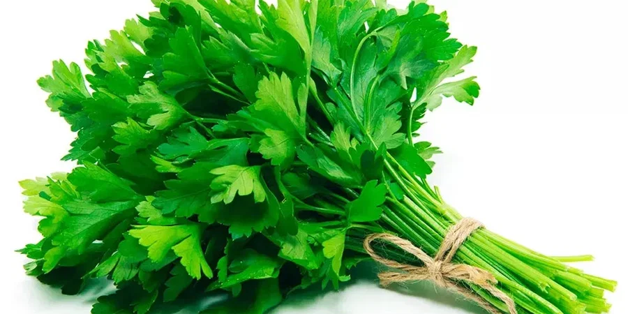 Salsa fresca