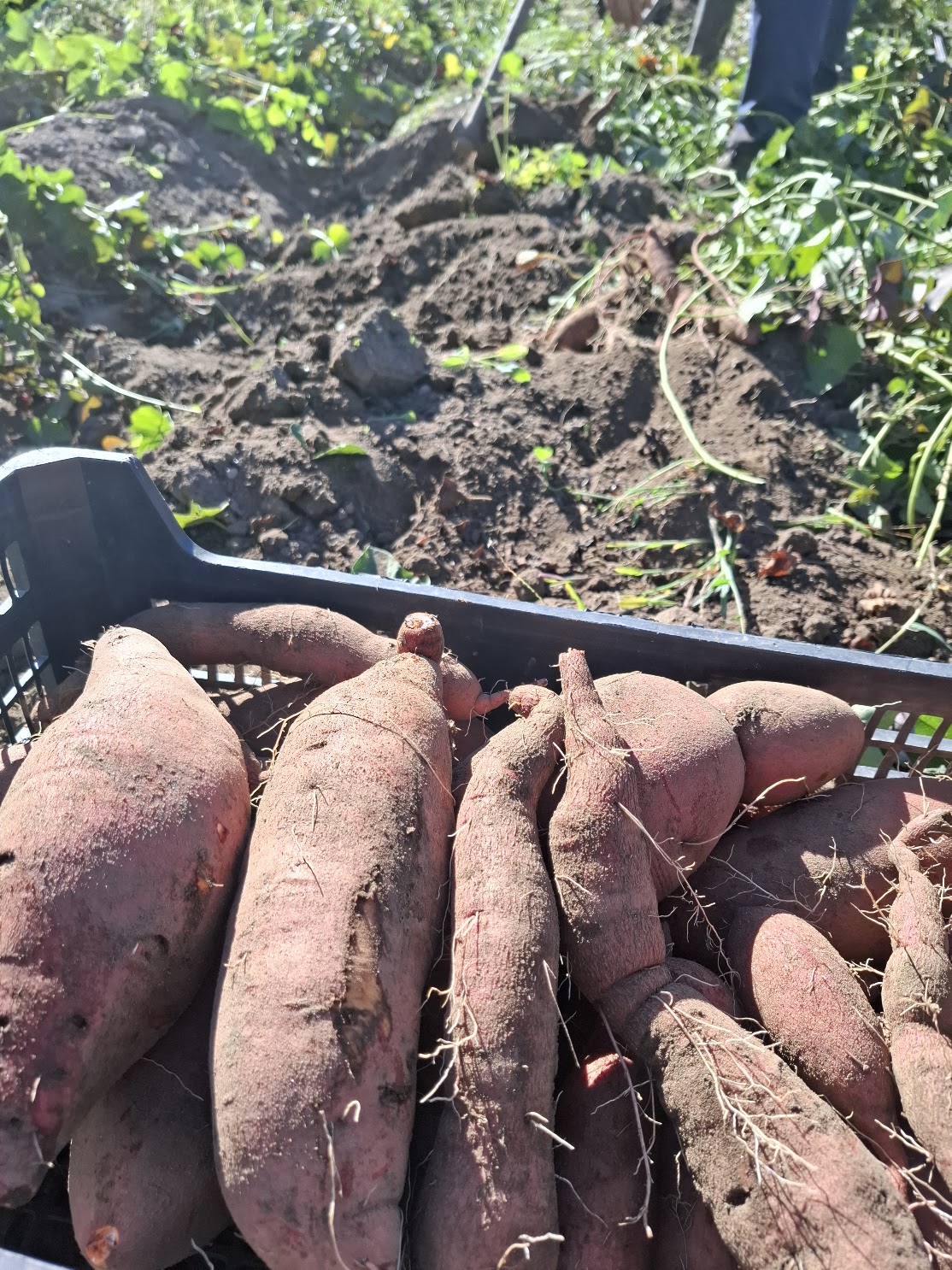 Batata doce laranja