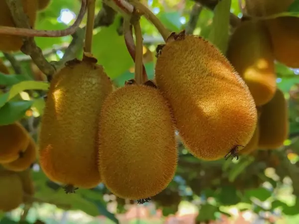 Kiwi
