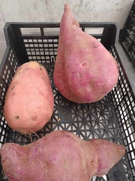 Batata doce branca