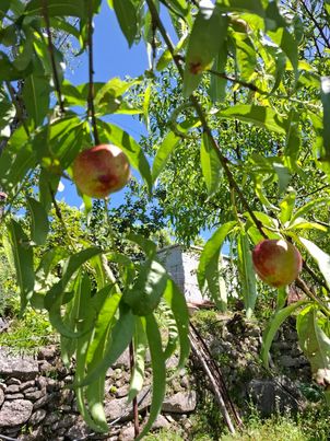 Nectarina Branca