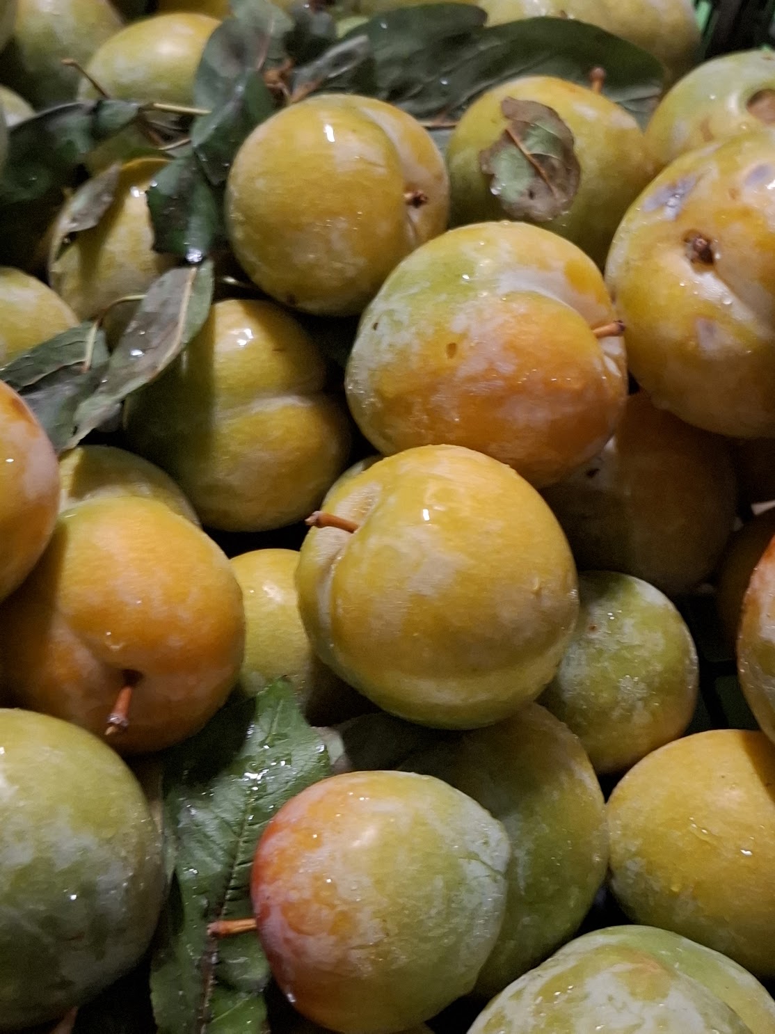 Ameixa Branca