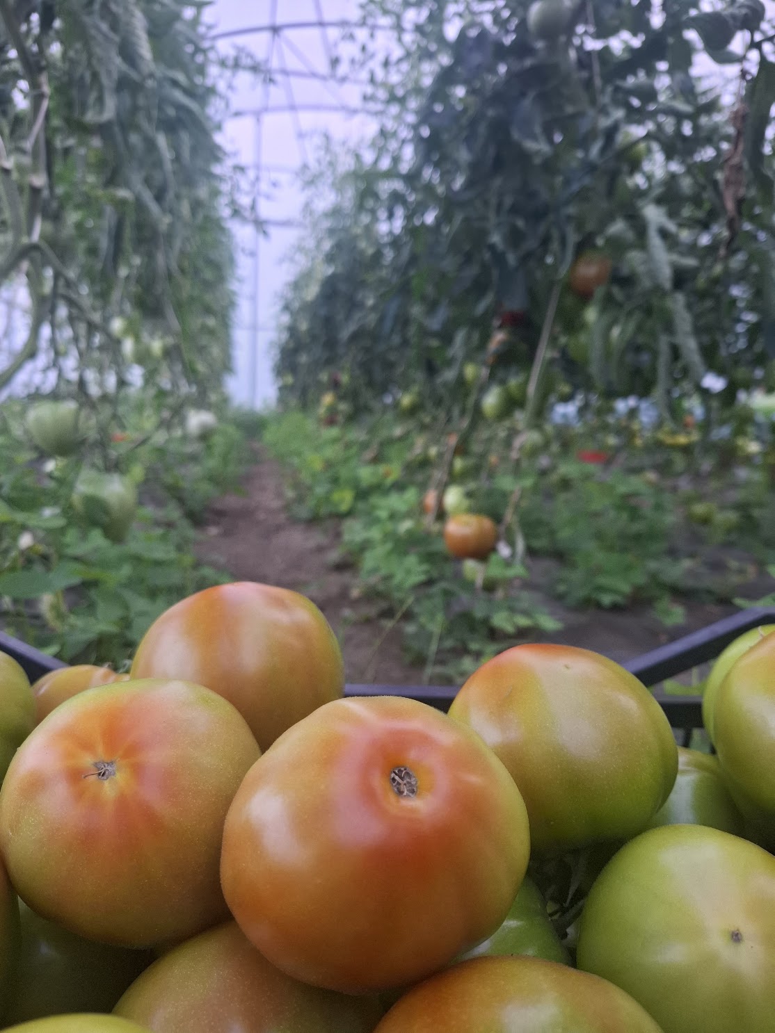 Tomate redondo