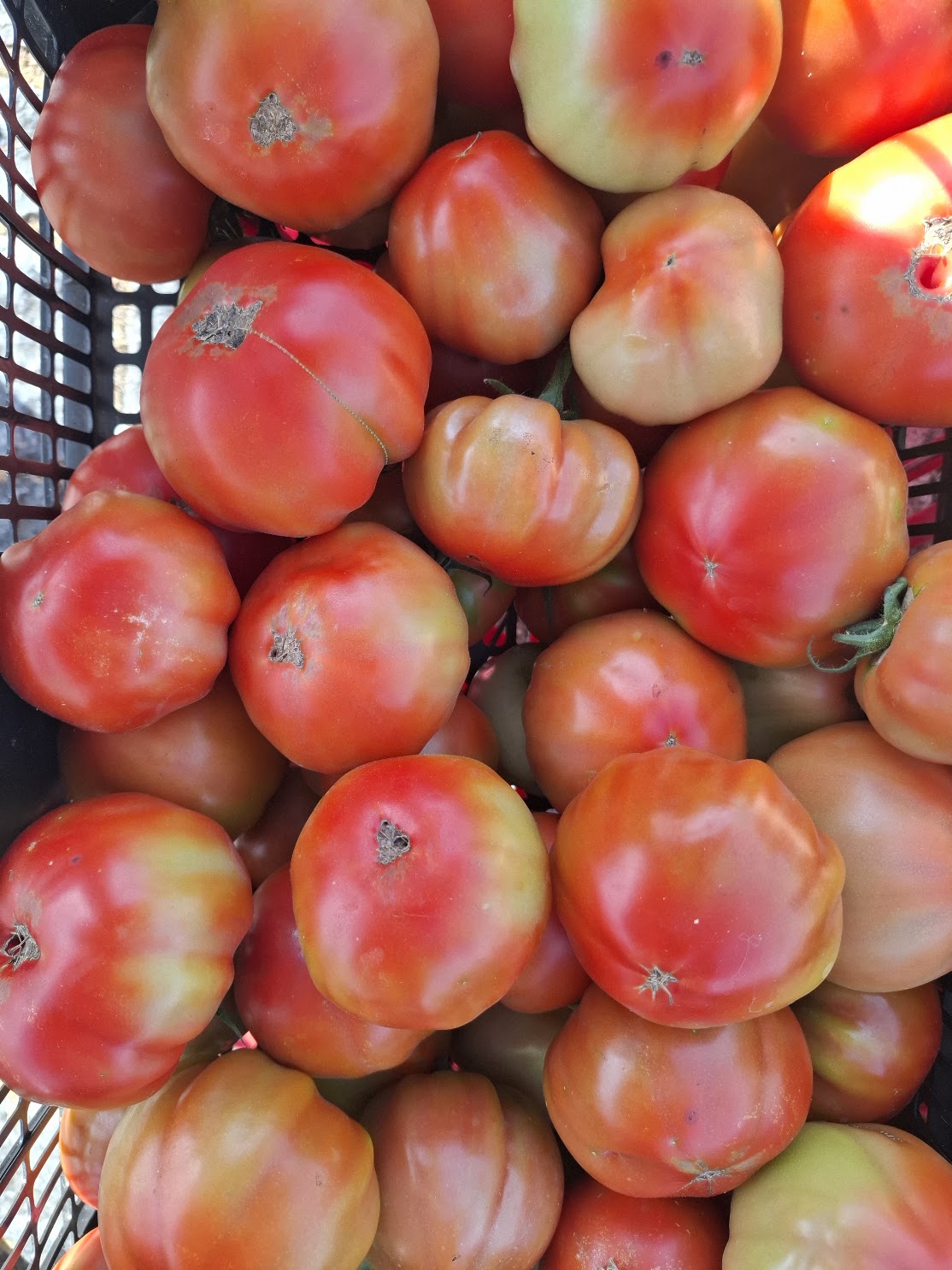 Tomate maduro mix de tomate redondo e tomate coração de boi