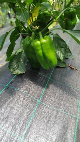 Pimento Verde