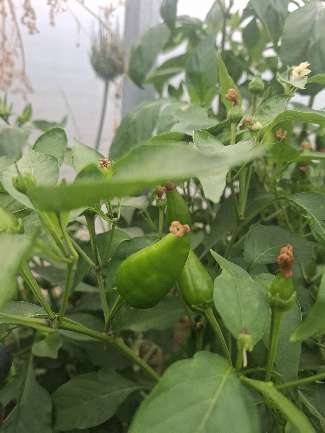 Pimento padrão