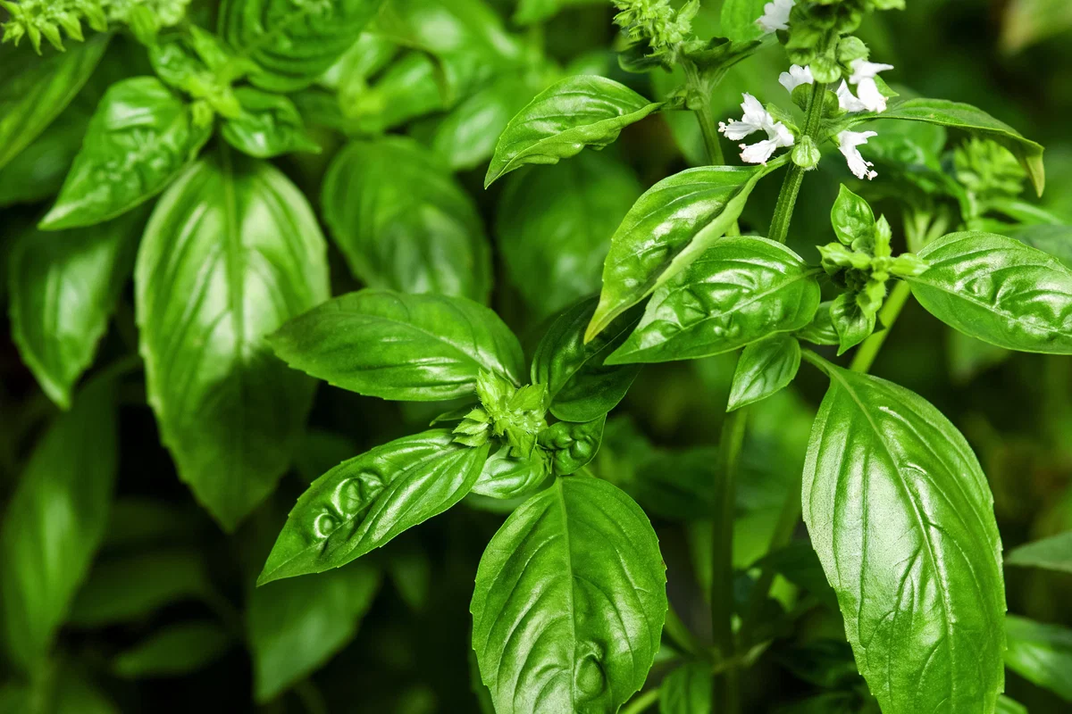 Manjericão verde