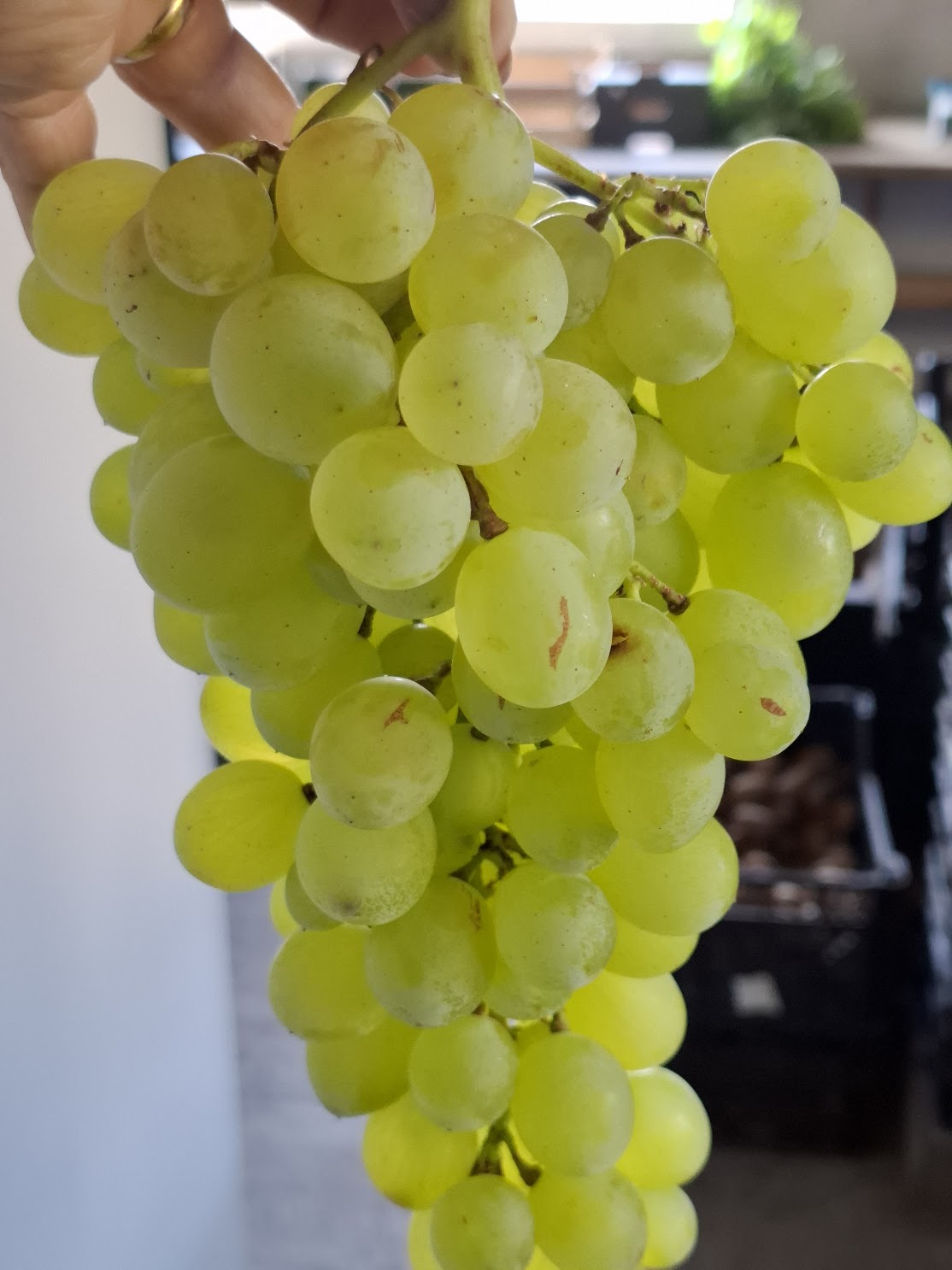 Uvas Brancas