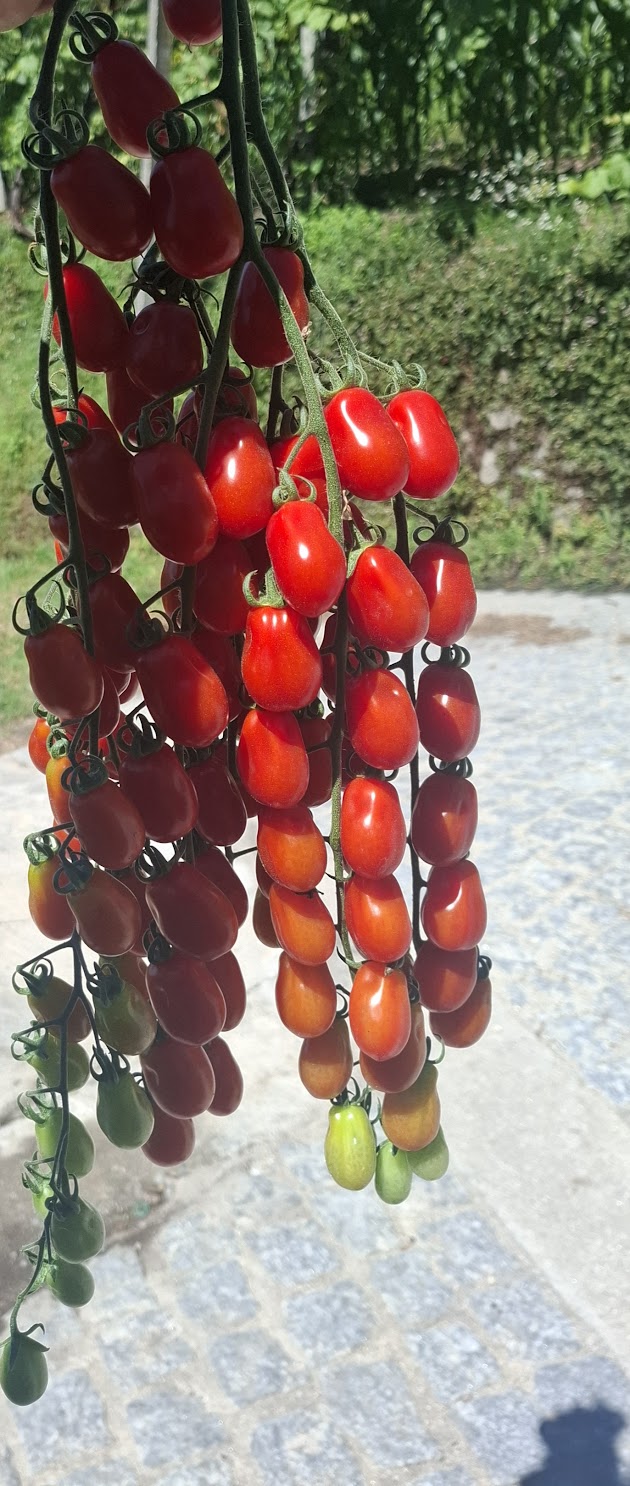 Tomate Cherry vermelho